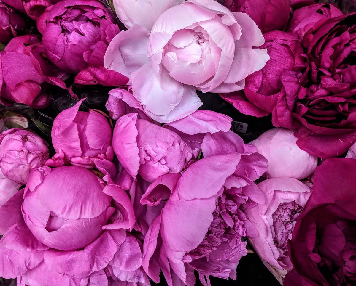 Wedding Flowers and their Possible Applications:Peonies
