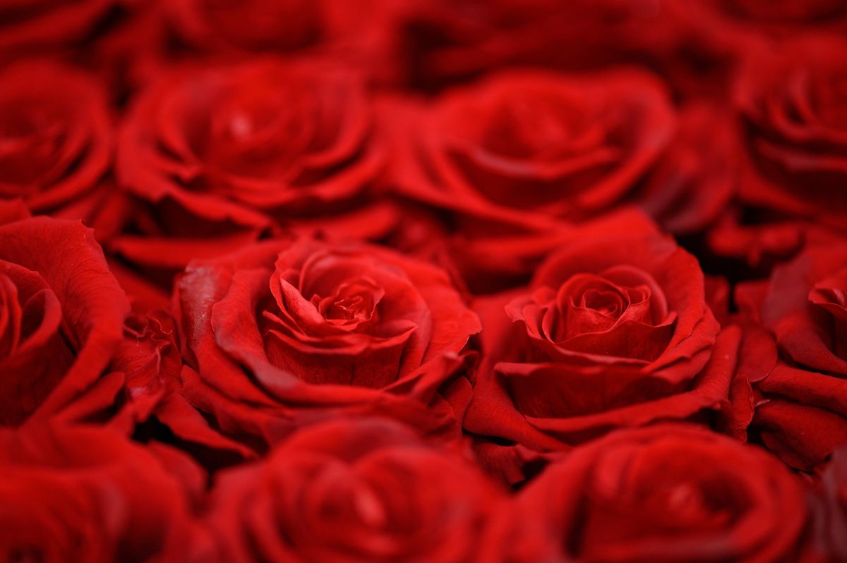 Wedding Flowers and their Possible Applications:Roses