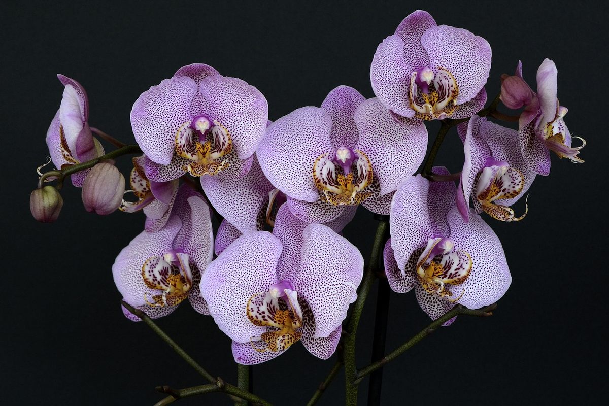 Wedding Flowers and their Possible Applications:Orchids