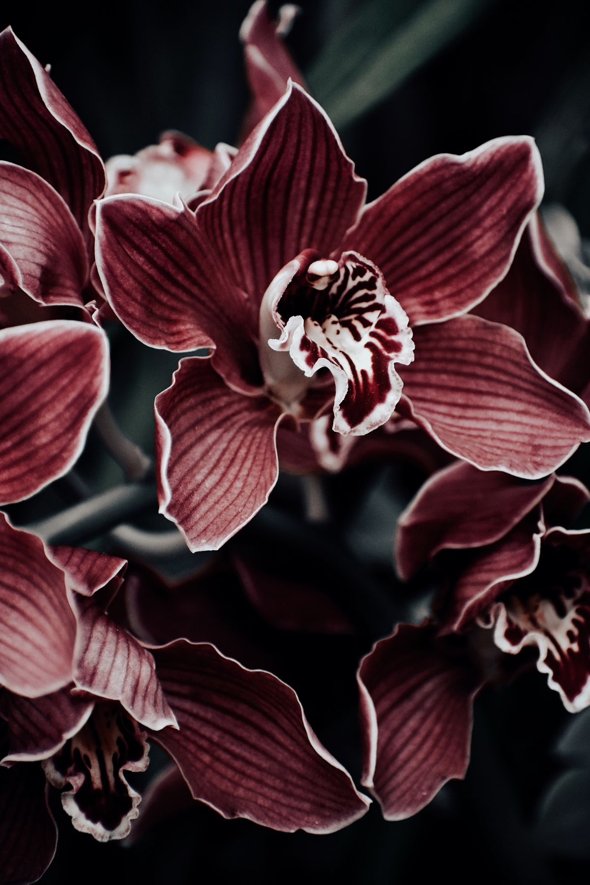 Wedding Flowers and their Possible Applications:Orchids