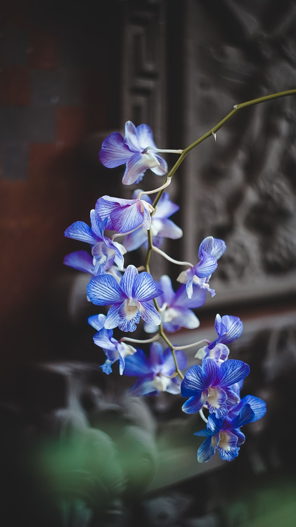 Wedding Flowers and their Possible Applications:Orchids