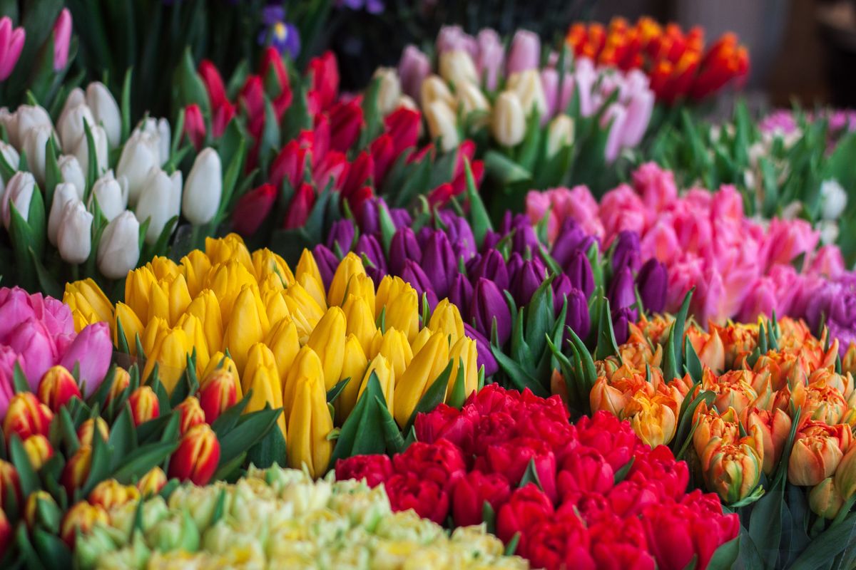 Wedding Flowers and their Possible Applications:Tulips