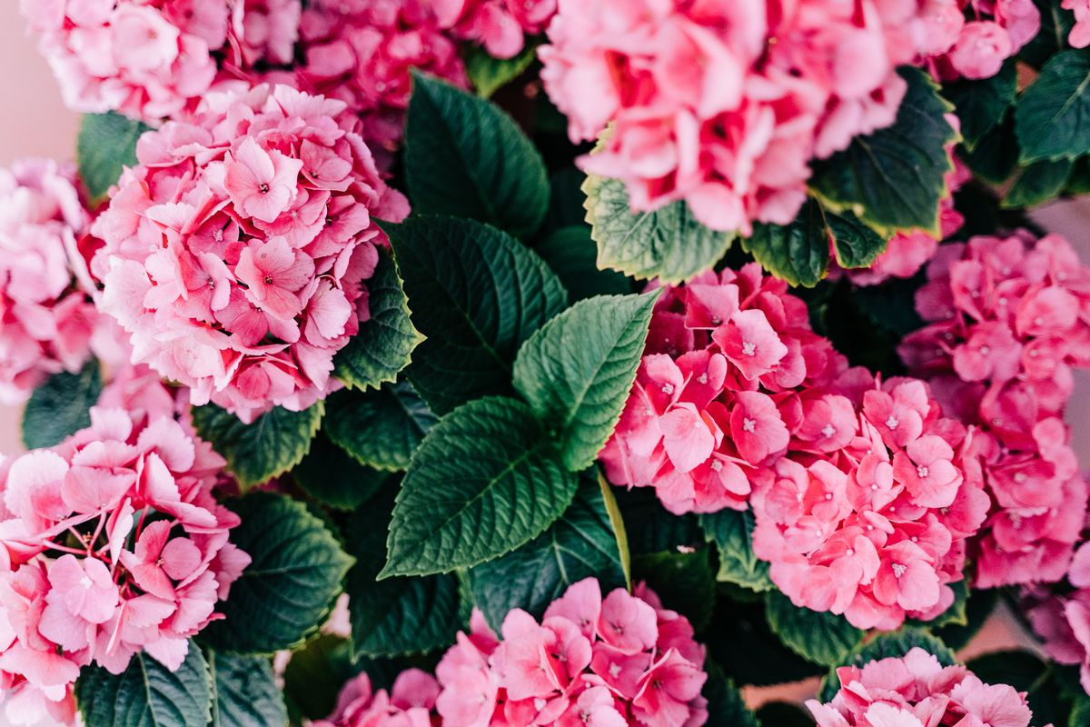 Wedding Flowers and their Possible Applications:Hydrangeas