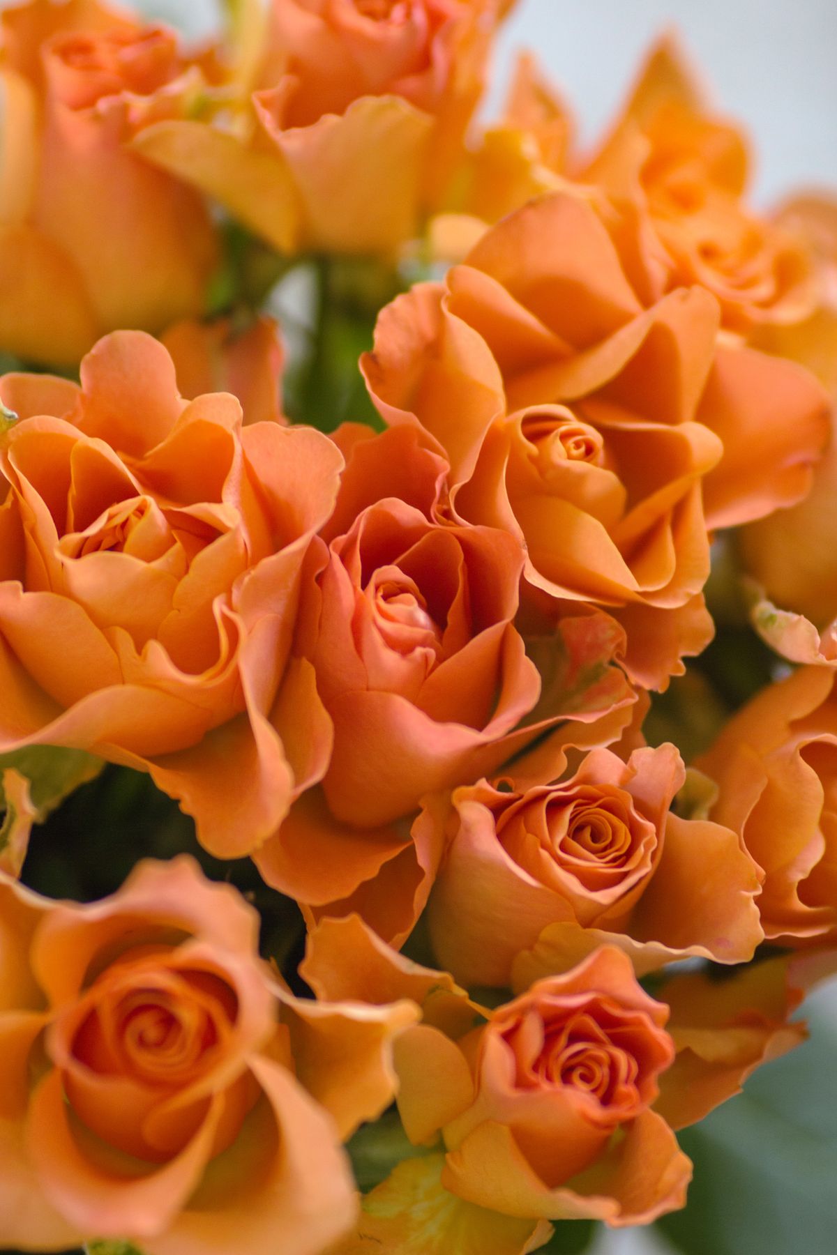 Wedding Flowers and their Possible Applications:Roses