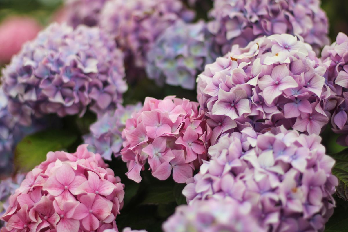 Wedding Flowers and their Possible Applications:Hydrangeas