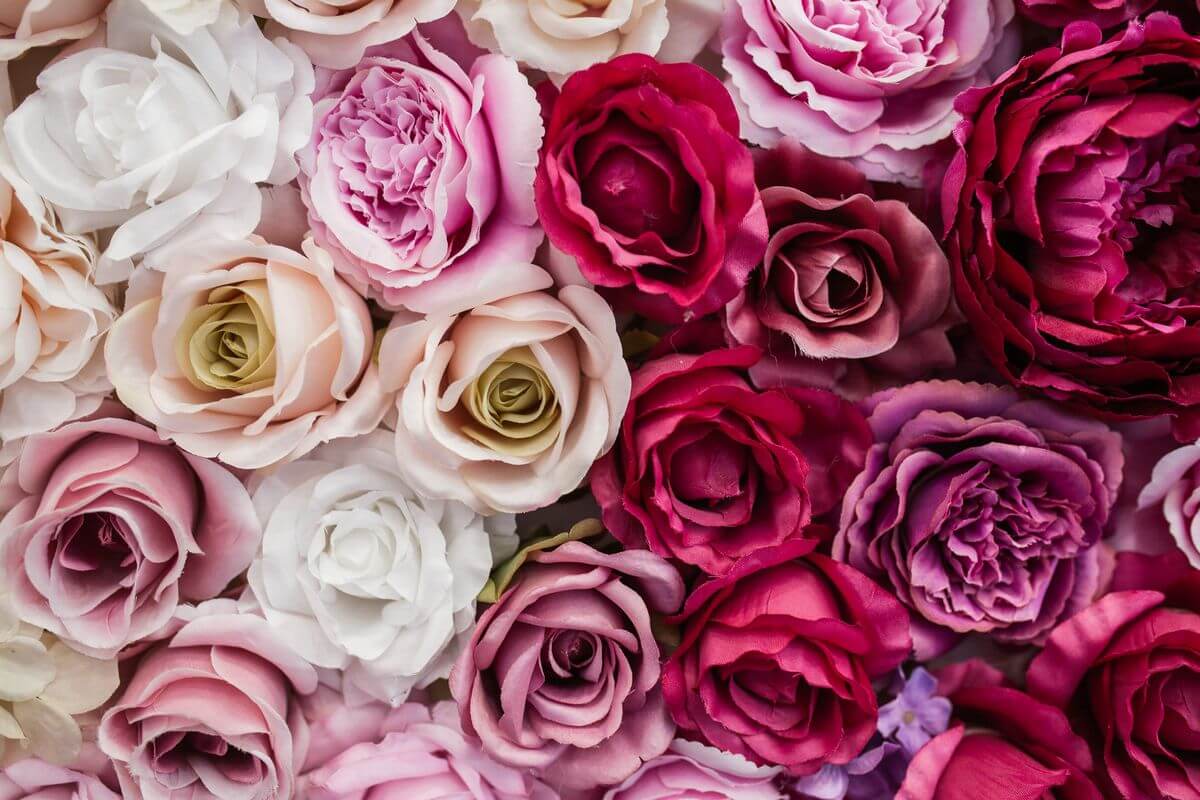 Wedding Flowers and their Possible Applications:Roses
