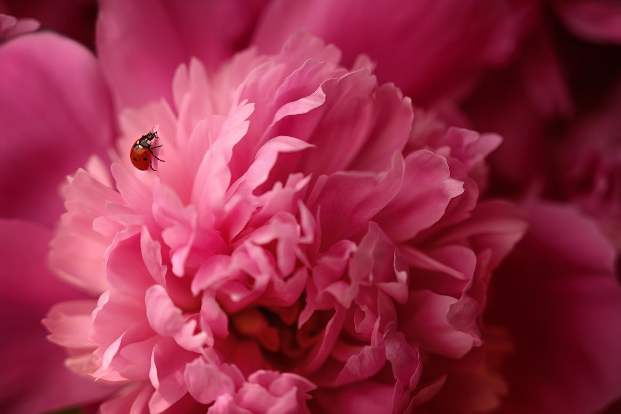 Wedding Flowers and their Possible Applications:Peonies