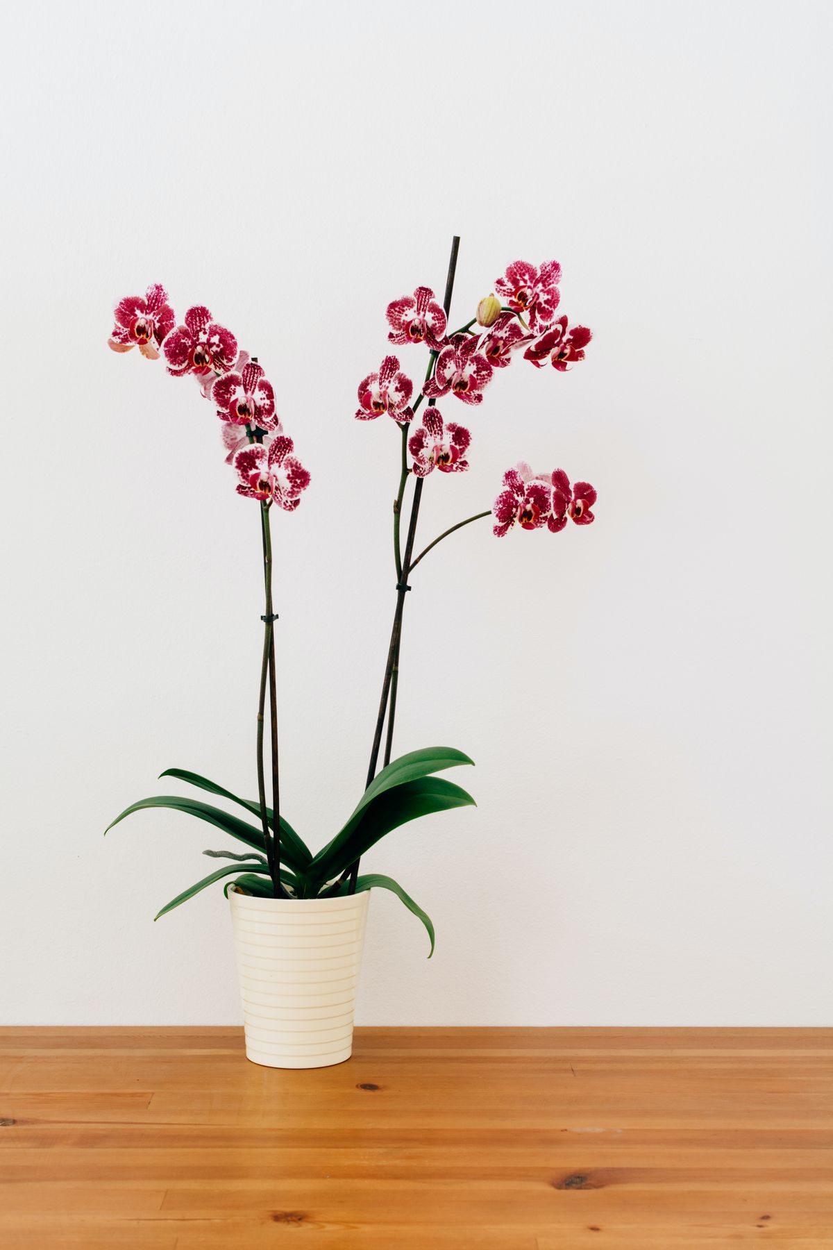 Wedding Flowers and their Possible Applications:Orchids