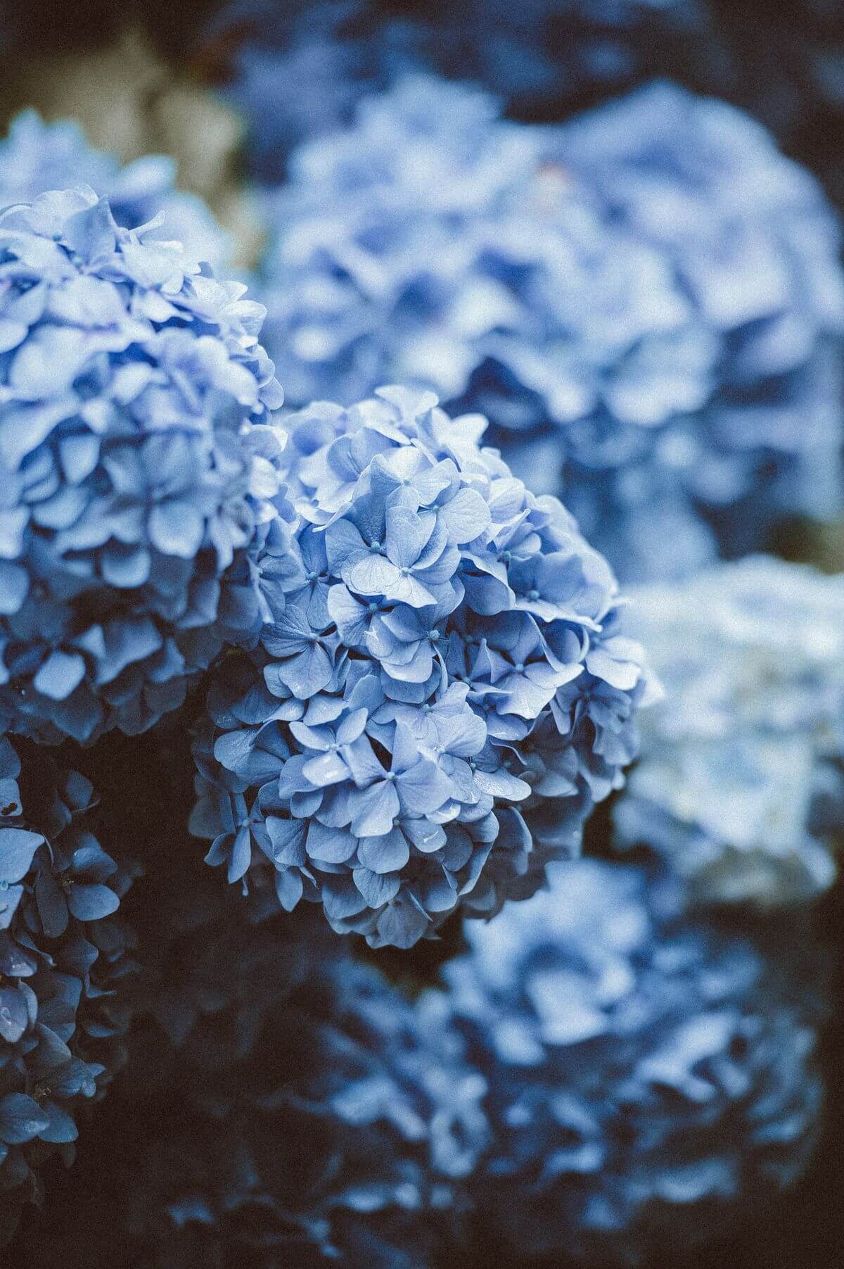 Wedding Flowers and their Possible Applications:Hydrangeas
