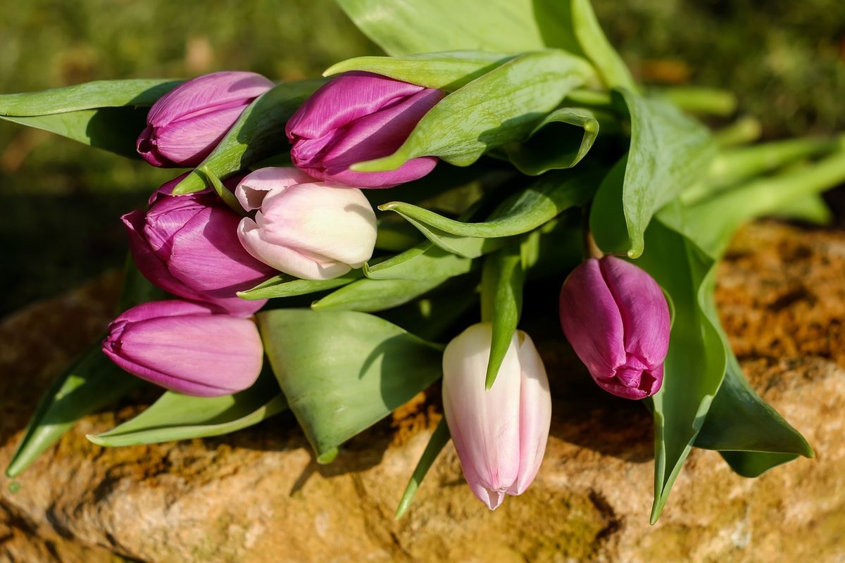 Wedding Flowers and their Possible Applications:Tulips